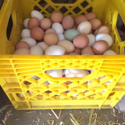 Organic Eggs, Assorted - Local