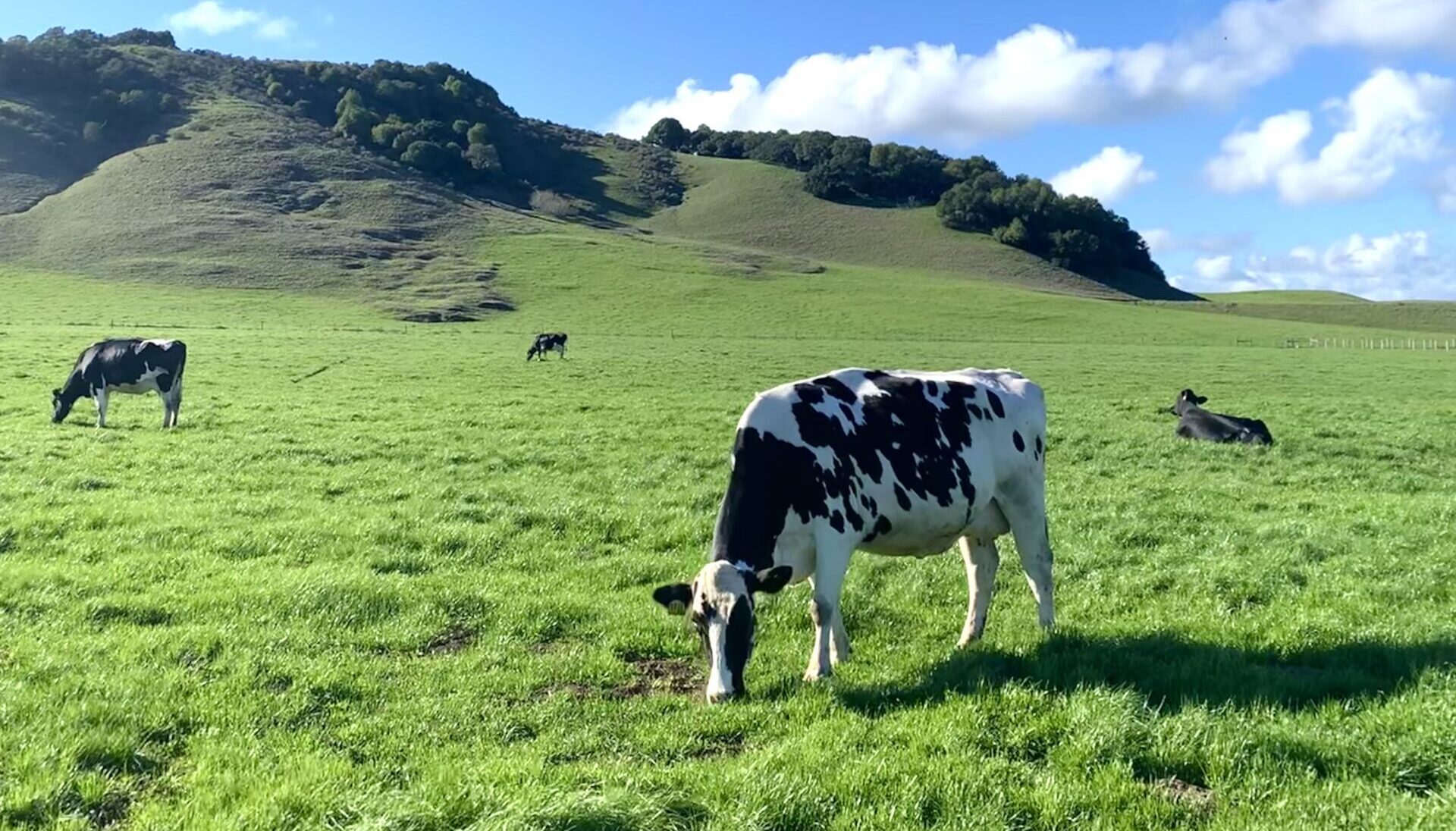 Moreda Family Farms