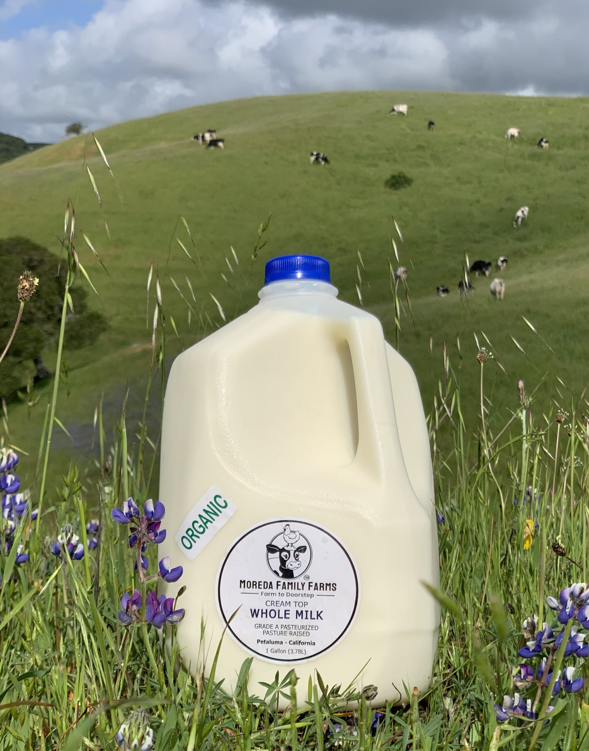 Organic Whole Milk, Cream Top